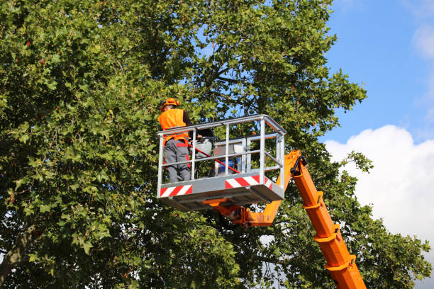 Best Dead Tree Removal  in Farngton, MI